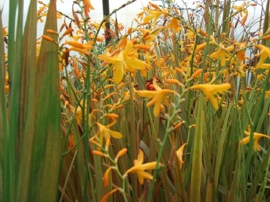 crocosmia-norwich-canary