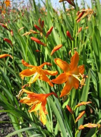 crocosmia-star-of-the-east