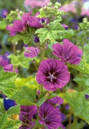 Gibbortello фото gibbortello