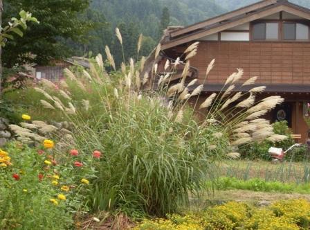 miscanthus-sacchariflonis