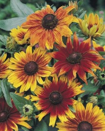 rudbeckia-hirta