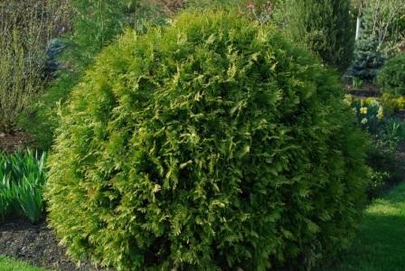 thuja-occidentalis-globosa