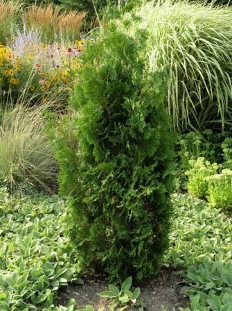 thuja-occidentalis-smaragd
