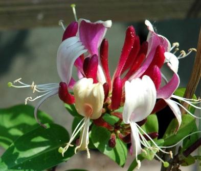 lonicera-caprifolium