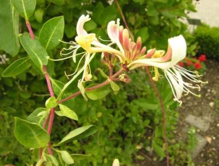 lonicera-caprifolium
