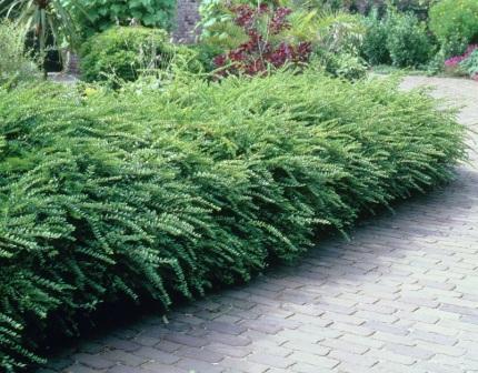 lonicera-nitida