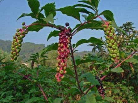 phytolacca-americana