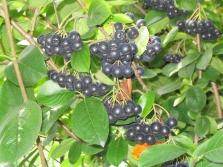Арония черноплодная посадка aronia