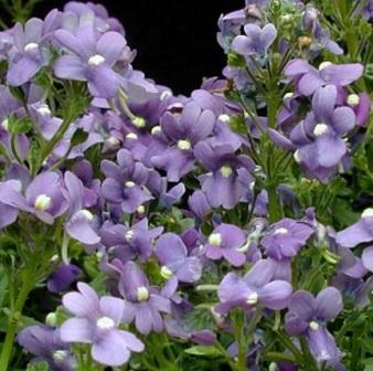 nemesia-mantiya-golubaya-nega