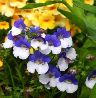 nemesia-mantiya-korolya