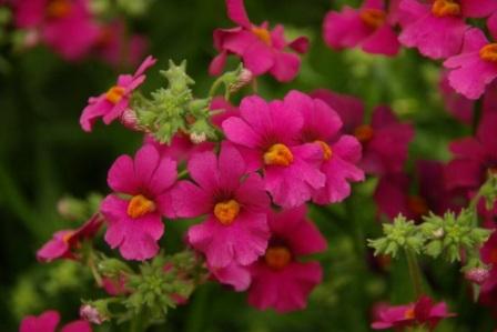 nemesia-mantiya-poetri