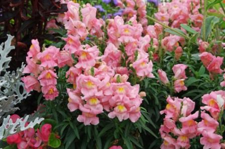 antirrhinum-majus1