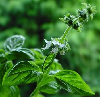 ocimum-basilicum