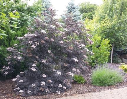 Sambucus nigra 'Gerda' уход