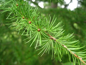 Лиственница — красавица с опадающей хвоей: виды, свойства, посадка, уход