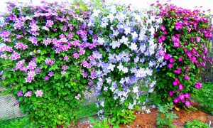 Клематисы в ландшафтном дизайне: роскошное украшение двора