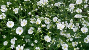 Гипсофила многолетняя: особенности рассады, посадки и ухода в зимний период