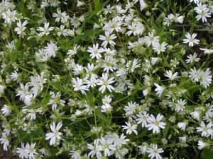 Гипсофила многолетняя: особенности рассады, посадки и ухода в зимний период