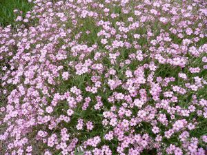 Гипсофила многолетняя: особенности рассады, посадки и ухода в зимний период